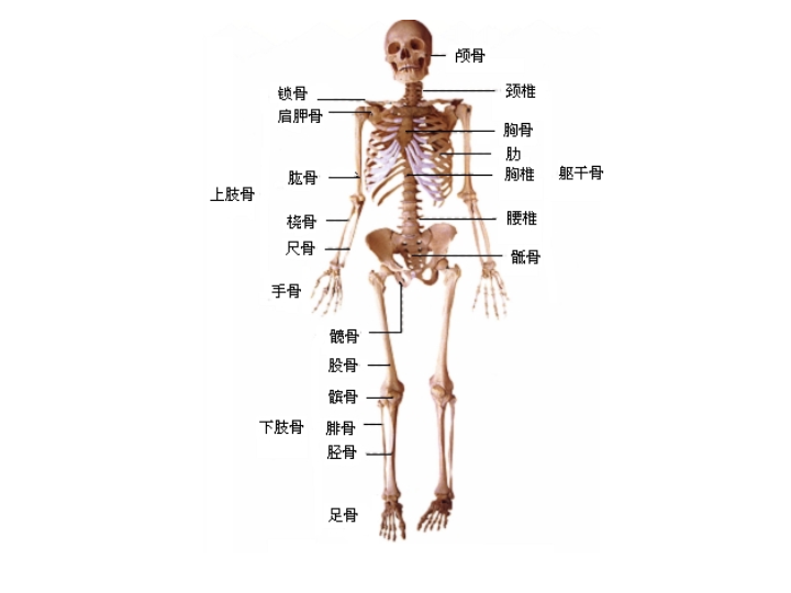 【人教版】科学六年级上册：2.1《骨骼和肌肉》ppt课件（2）