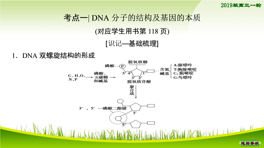 2019届高考生物一轮总复习精品课件：必修2第6单元第2讲-DNA分子的结构、复制与基因的本质_第4页