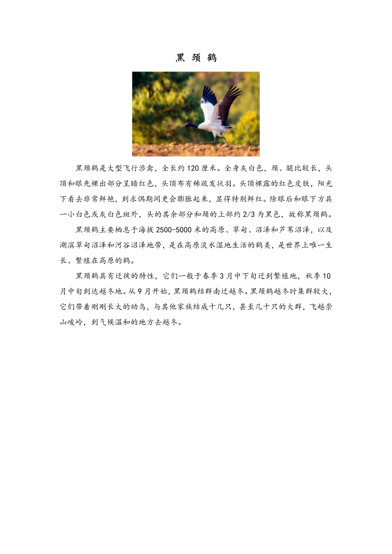 黑 颈 鹤--2021新湘科版四年级下册《科学》.doc