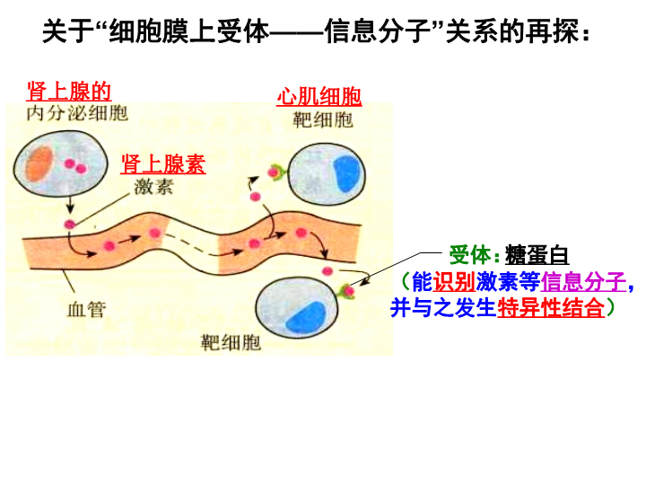 【沪科版】高中生命科学第一册：3.2《细胞核和细胞器》课件3_第3页