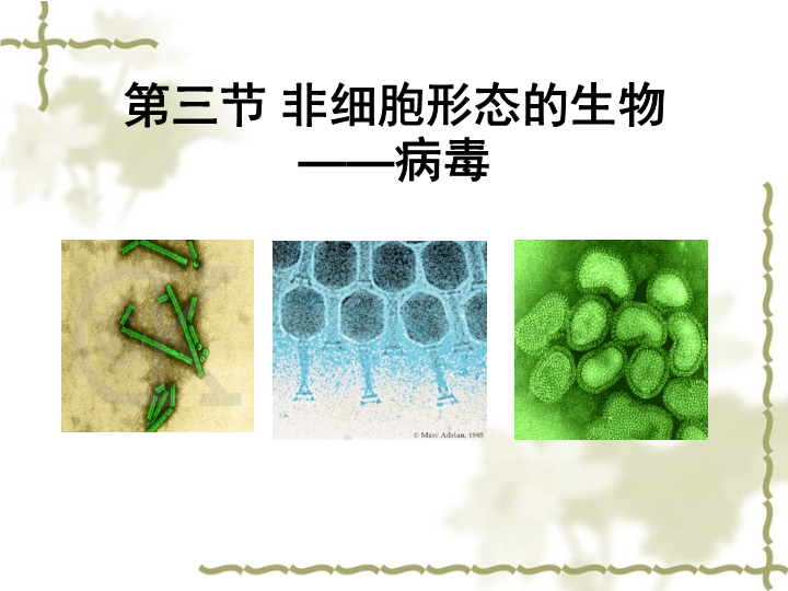 【沪科版】高中生命科学第一册：3.3《非细胞形态的生物-病毒》课件2_第3页