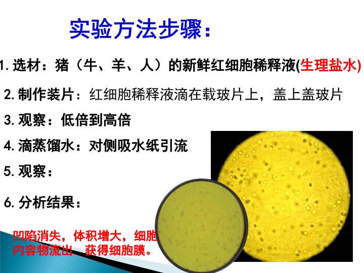 【沪科版】高中生命科学第一册：3.1《细胞膜》课件2_第4页