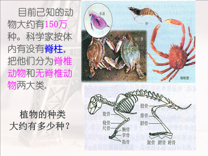 【鲁科版】生物八年级上册：7.1.1《腔肠动物和扁形动物》课件4_第3页