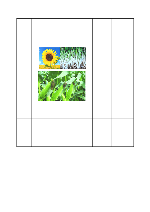 小学一年级科学教科版上册我们知道的植物_教案.pdf_第4页