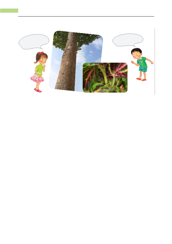 最新粤教版二年级上册科学第2课《樟树与彩叶草》教材分析.pdf_第2页