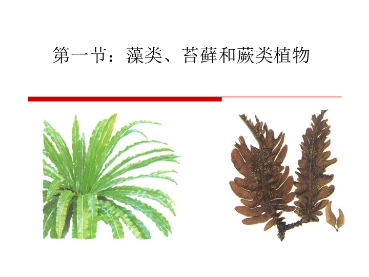 七年级3.1.1藻类苔藓和蕨类植物PPT教学自制课件(生物)_第3页