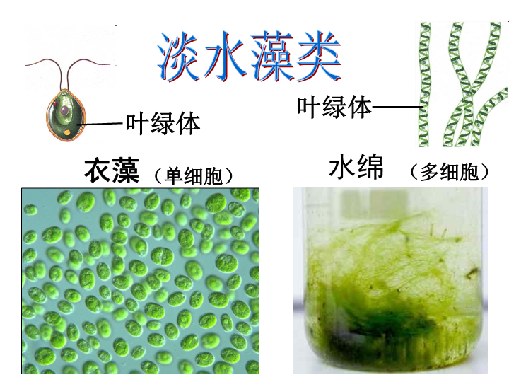 七年级生物3.1.1藻类苔藓和蕨类植物上课下载_第3页