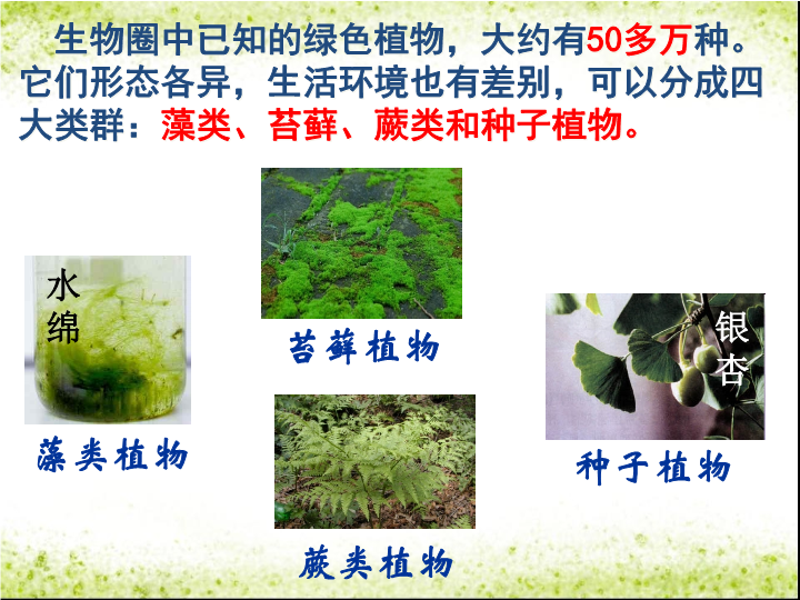 七年级生物3.1.1藻类苔藓和蕨类植物优质课_第3页