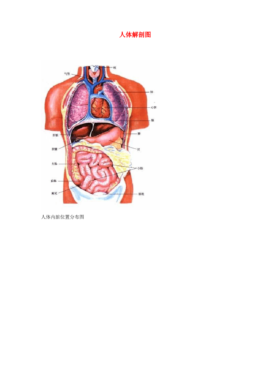 初中生物 人体解剖图_第1页