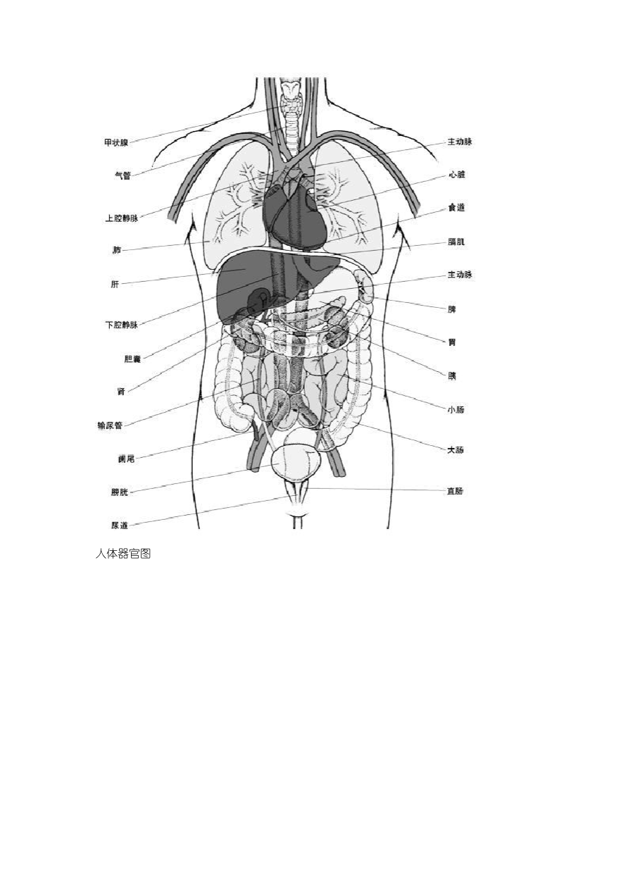 初中生物 人体解剖图_第2页