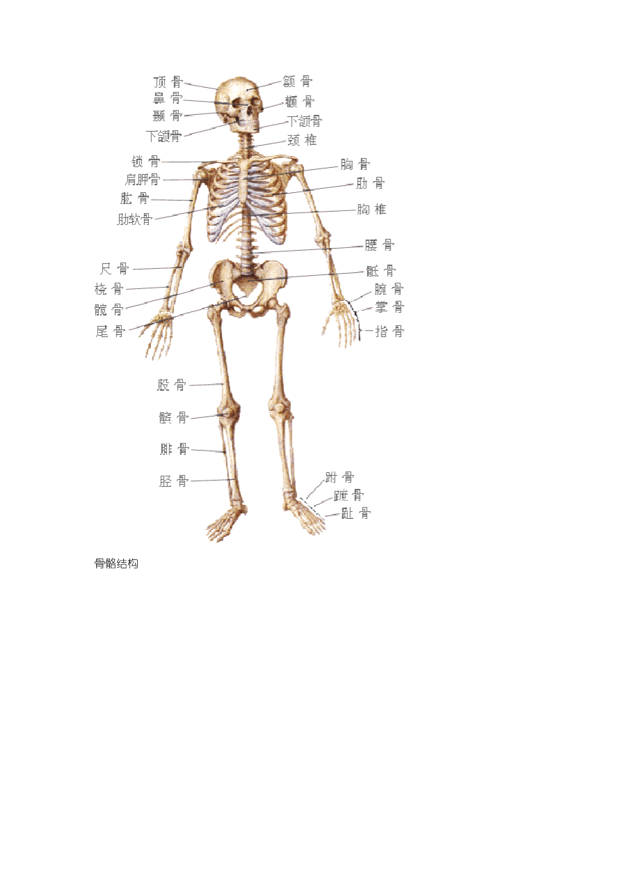 初中生物 人体解剖图_第4页