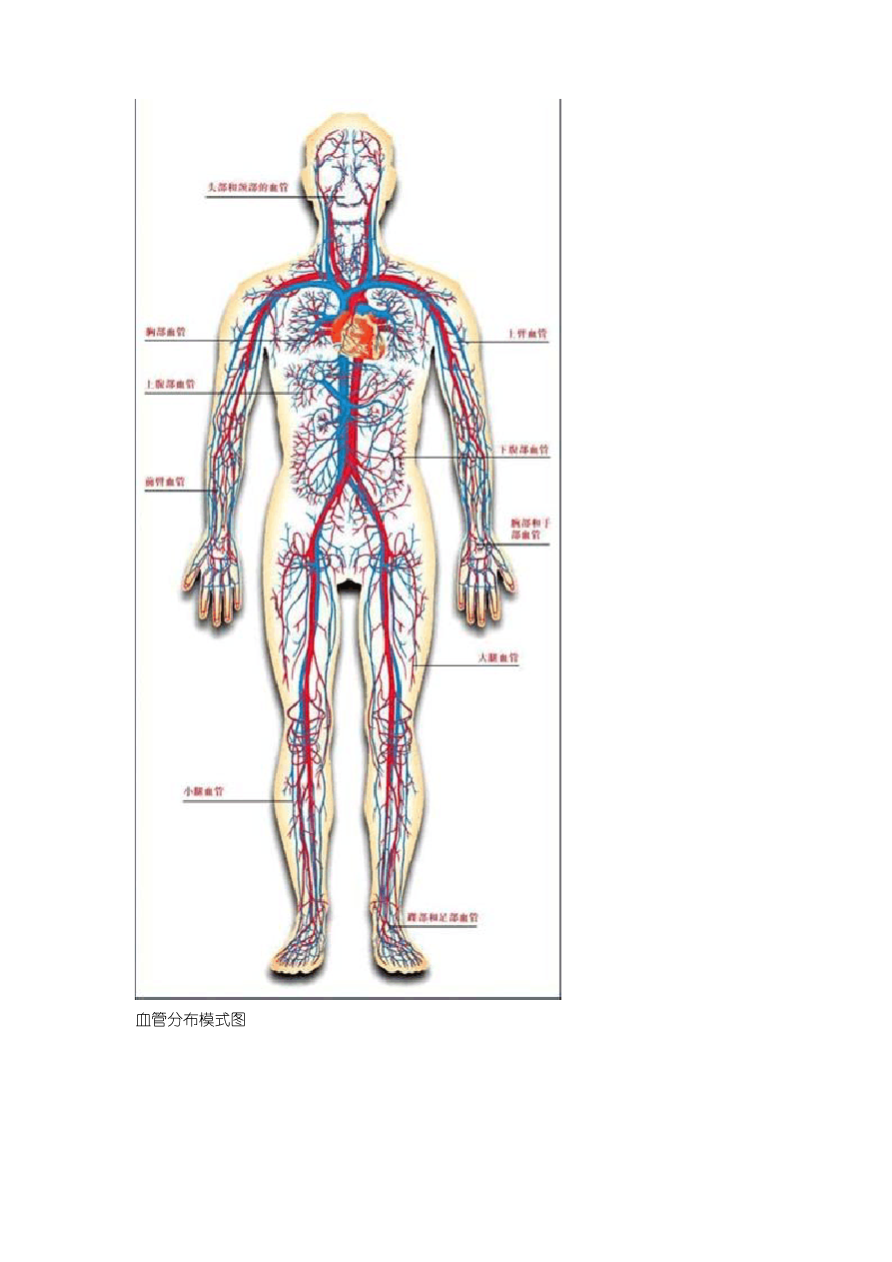 中考生物  人体解剖图_第3页