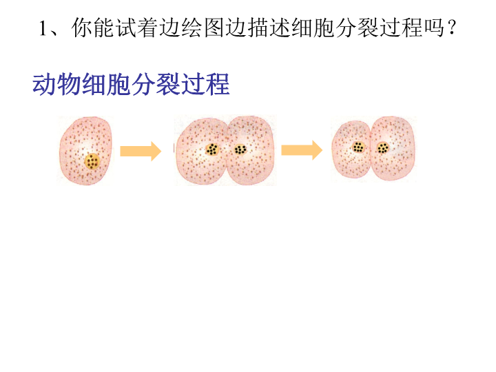 七年级生物上册2.2.1细胞通过分裂产生新细胞ppt。课件（）_第4页